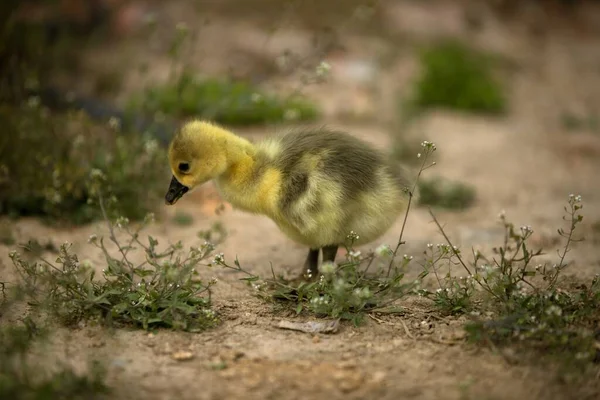 little cute duckling in the green grass