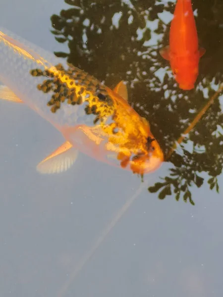 beautiful koi fish in the water