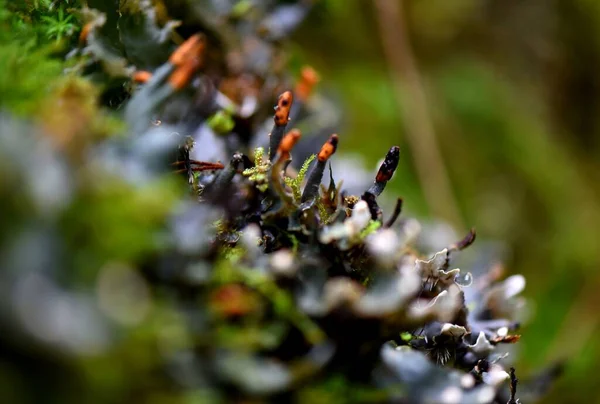 close up of a beautiful white and red, green, yellow, black and brown, with a blurred