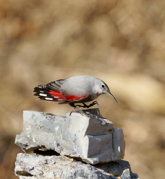 a bird is sitting on a log in the forest