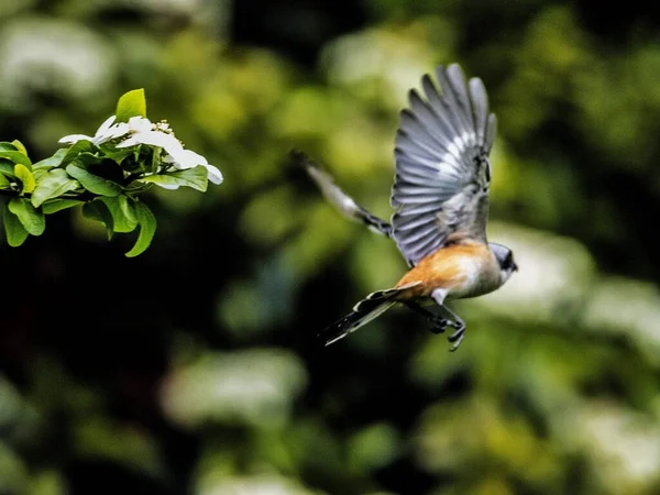 bird in flight, flora and fauna