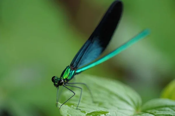 closeup view of beautiful insect at nature
