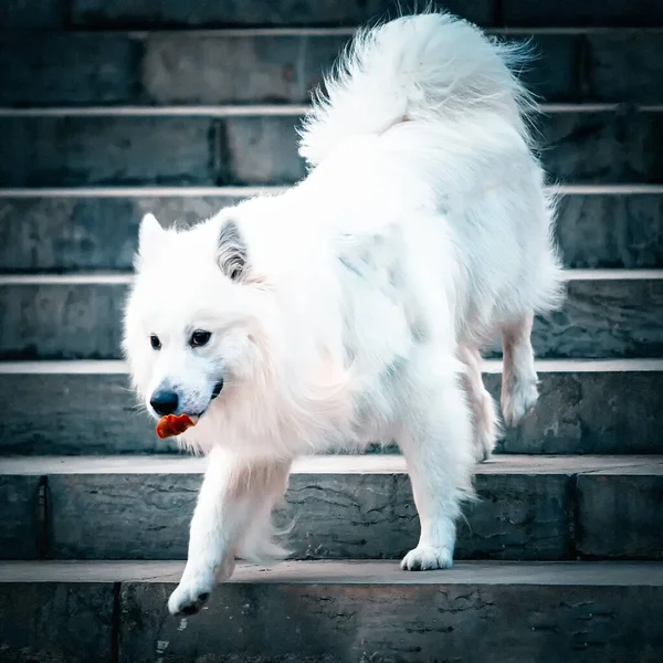 white dog with a black and red eyes