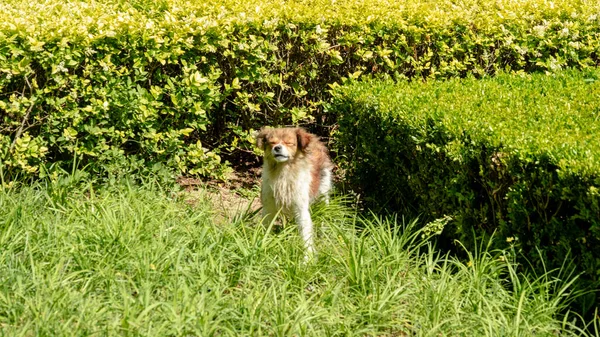 a young red-haired cat is eating a green grass in the park