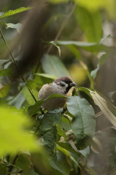 bird in the garden