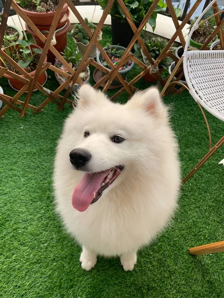 cute dog lying on green grass