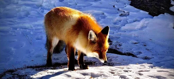 a red fox in the snow