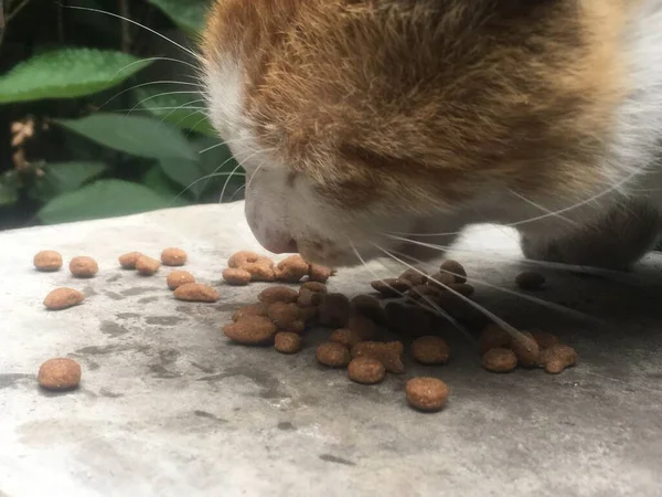 cat eating food in the garden