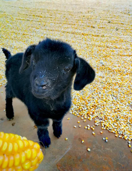 black and white dog eating corn