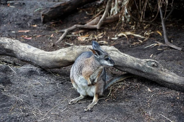 a closeup shot of a young cute kangaroo in the forest