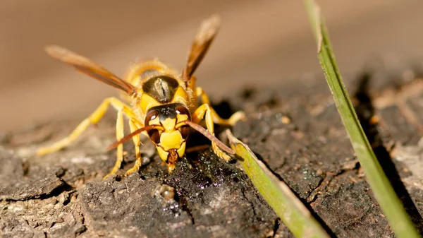 close up of a wasp on a flower