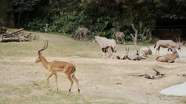 a group of young animals in the savannah of kenya