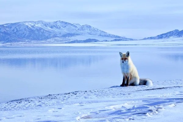 arctic bear, animal, fauna
