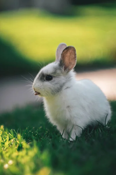 white rabbit in the grass