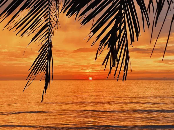 beautiful tropical sunset with palm trees and sea