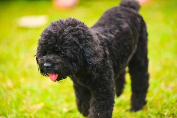 black poodle dog with a ball on the grass