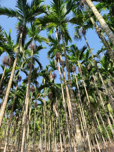 palm trees in the forest