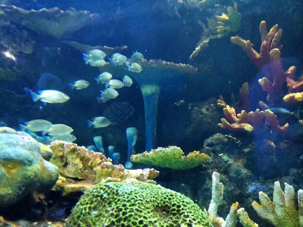 underwater world, coral reef, fish, corals, sea, fishes, tropical plants