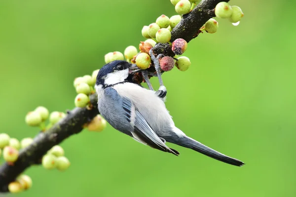 black and white bird on a branch