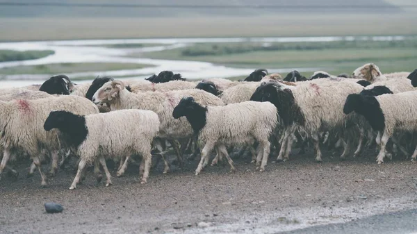 flock of sheep in the field