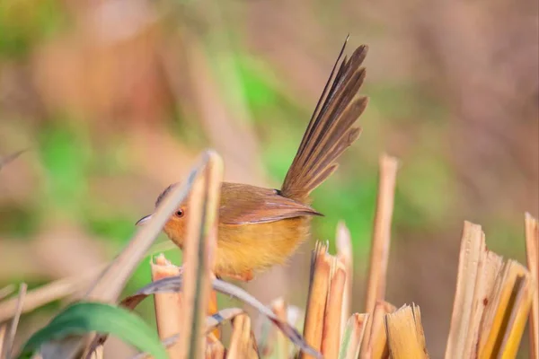 beautiful bird in the garden