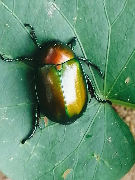 green beetle on a branch