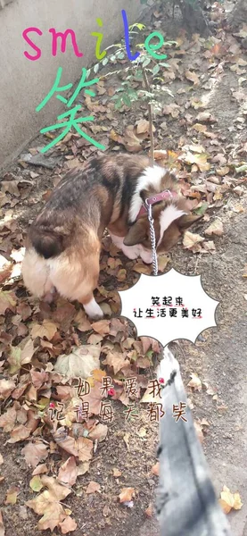 a young cat is sitting on the floor and eating a dog