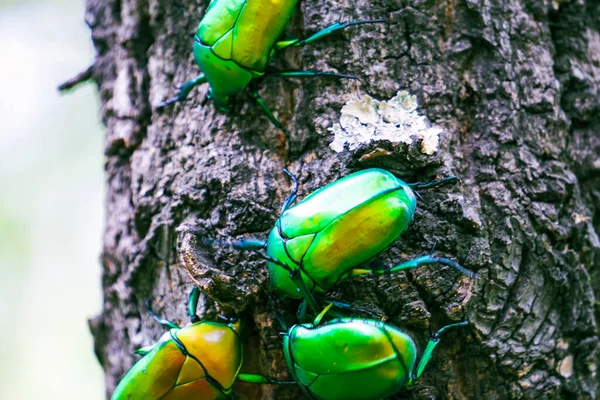green beetle on a tree