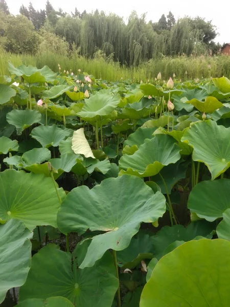 green leaves of the lotus field