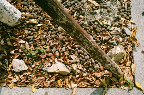 a closeup shot of a pile of stones and leaves