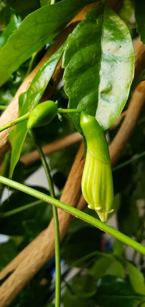 green leaves, flora and nature