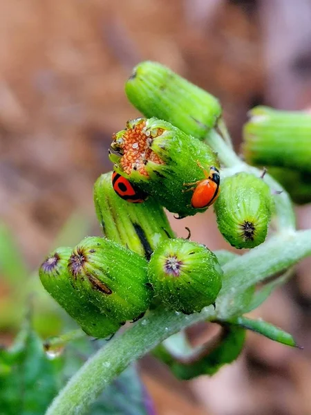 close up of a red and green beetle