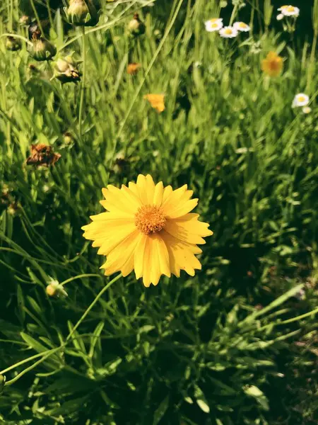 stock image beautiful yellow flower in the garden