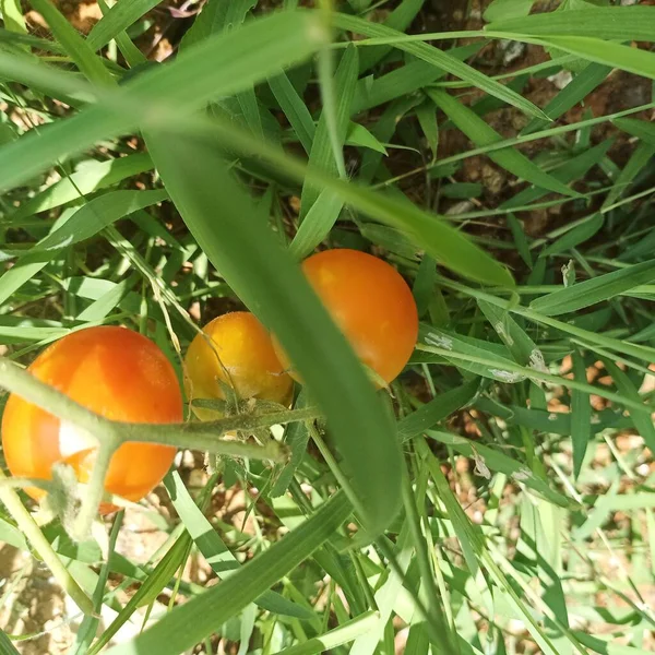 ripe tomatoes on a tree