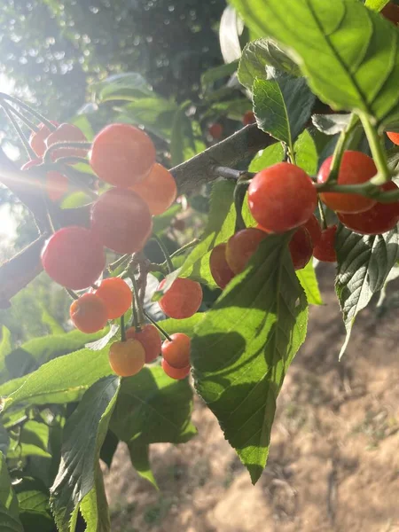 red ripe cherry tomatoes on a tree branch
