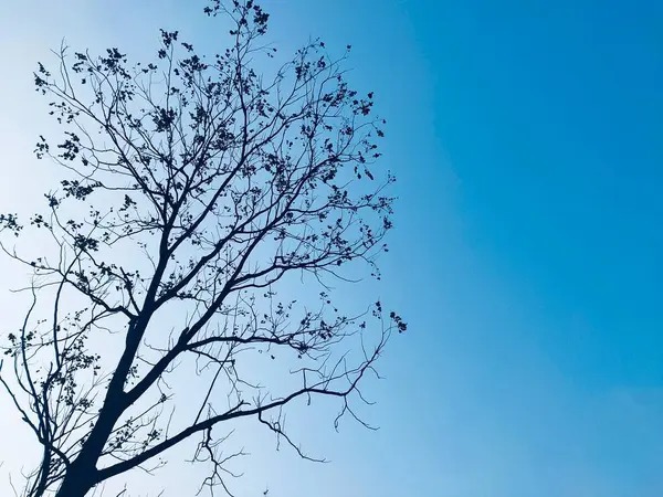 stock image tree branches in the forest