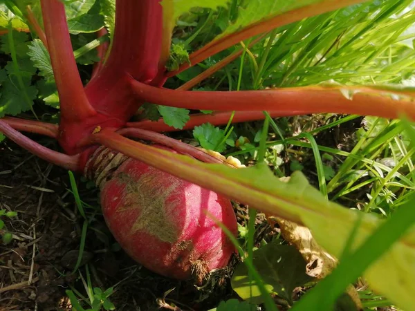 red beet in the garden