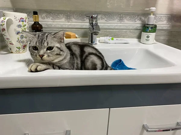 cat in the bathroom