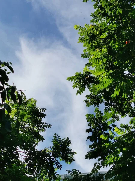 green leaves and blue sky