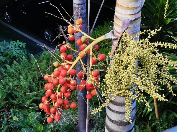 red and white fruits in the garden