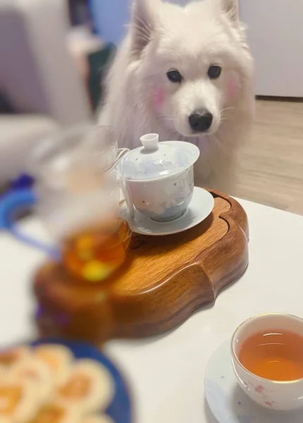 dog drinking coffee and a cup of tea