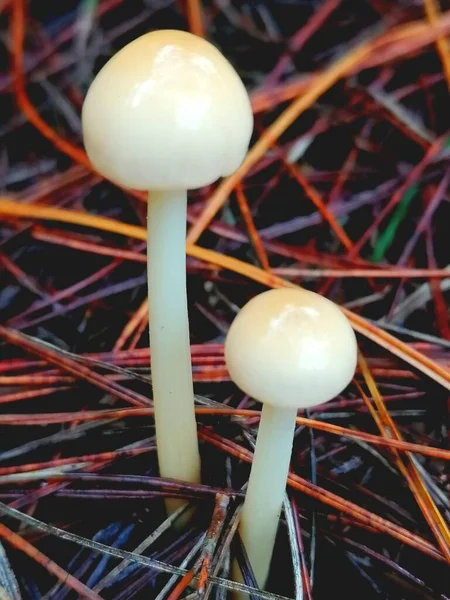 close up of a white and yellow mushroom