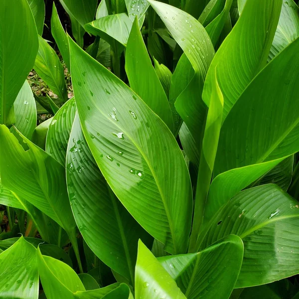 green leaves background. tropical jungle.