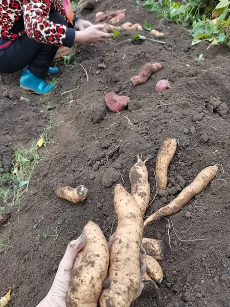 a man is planting potatoes in the garden.