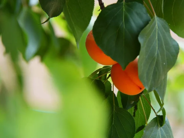 ripe orange fruit on a tree branch
