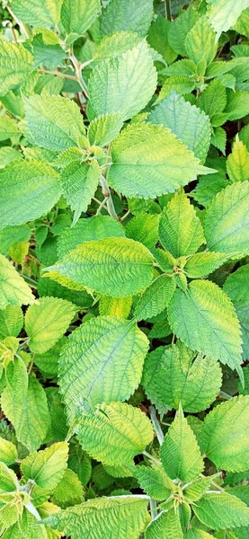 green leaves of mint on a background of a bush