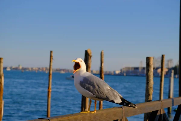 seagull on the pier in venice, italy