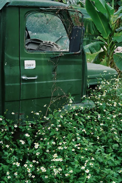 old car with green grass