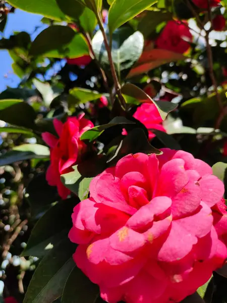 stock image beautiful botanical shot, natural wallpaper