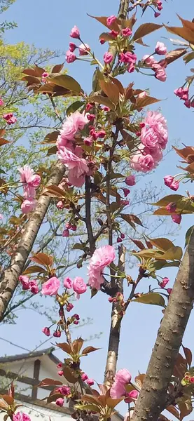 stock image beautiful pink flowers in the garden